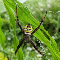 Unidentified Orb-weaving spider (several families) (TBC) at Tolga, QLD - 18 Feb 2022 by HelenCross