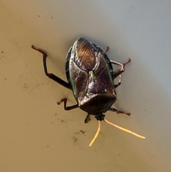 Musgraveia sulciventris (Bronze Orange Bug) at Jerrabomberra, NSW - 18 Feb 2022 by Steve_Bok