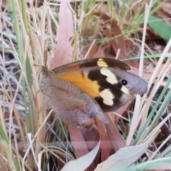 Heteronympha merope (Common Brown Butterfly) at Kambah, ACT - 18 Feb 2022 by MatthewFrawley