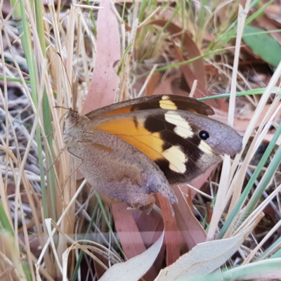 Heteronympha merope (Common Brown Butterfly) at Kambah, ACT - 18 Feb 2022 by MatthewFrawley