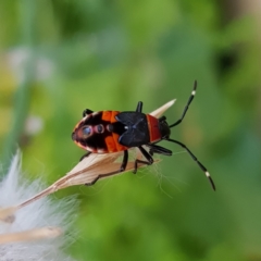 Dindymus versicolor (Harlequin Bug) at Kambah, ACT - 18 Feb 2022 by MatthewFrawley