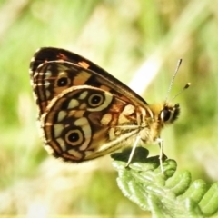 Oreixenica lathoniella (Silver Xenica) at Cotter River, ACT - 18 Feb 2022 by JohnBundock