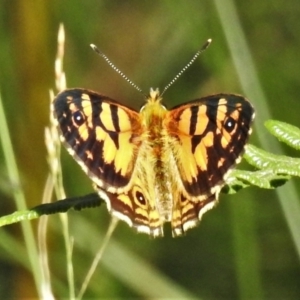 Oreixenica lathoniella at Cotter River, ACT - 18 Feb 2022