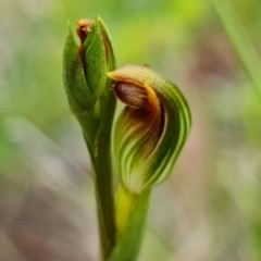 Pterostylis parviflora (TBC) at Jervis Bay National Park - 18 Feb 2022 by RobG1