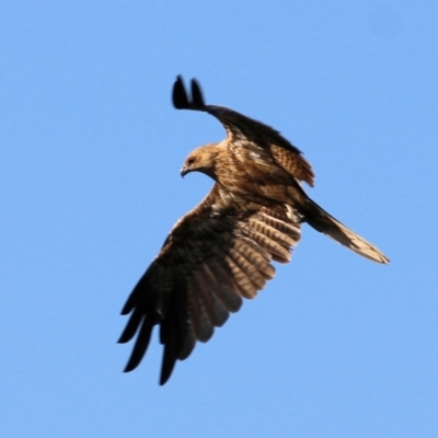 Haliastur sphenurus (Whistling Kite) at Wonga Wetlands - 17 Feb 2022 by KylieWaldon