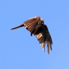 Haliastur sphenurus at Splitters Creek, NSW - 18 Feb 2022 07:12 AM