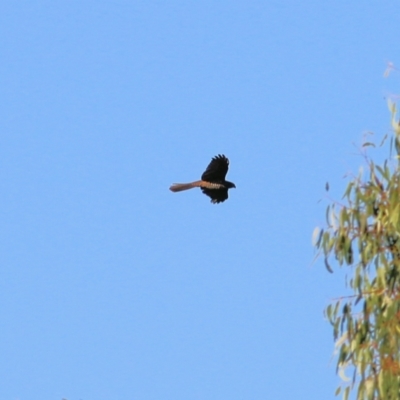 Accipiter fasciatus/cirrocephalus (Brown Goshawk/Collared Sparrowhawk) at Albury - 17 Feb 2022 by KylieWaldon