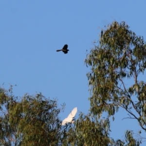 Accipiter fasciatus/cirrocephalus at Splitters Creek, NSW - 18 Feb 2022