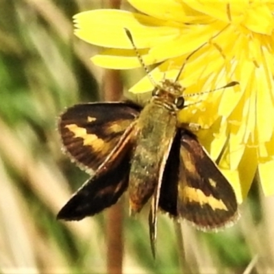 Taractrocera papyria (White-banded Grass-dart) at Cotter River, ACT - 18 Feb 2022 by JohnBundock