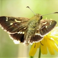 Dispar compacta (Barred Skipper) at Cotter River, ACT - 18 Feb 2022 by JohnBundock