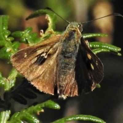 Timoconia flammeata (Bright Shield-skipper) at Cotter River, ACT - 18 Feb 2022 by JohnBundock