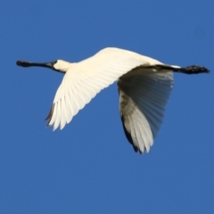 Platalea regia (Royal Spoonbill) at Albury - 18 Feb 2022 by KylieWaldon