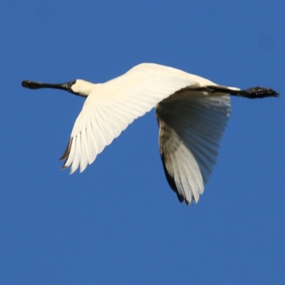 Platalea regia (Royal Spoonbill) at Splitters Creek, NSW - 17 Feb 2022 by KylieWaldon