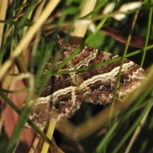 Chrysolarentia vicissata at Cotter River, ACT - 18 Feb 2022