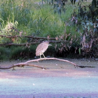 Nycticorax caledonicus (Nankeen Night-Heron) at Wonga Wetlands - 17 Feb 2022 by KylieWaldon