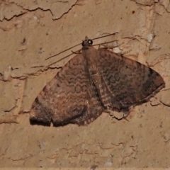 Chrysolarentia mecynata (Mecynata Carpet Moth) at Wanniassa, ACT - 17 Feb 2022 by JohnBundock
