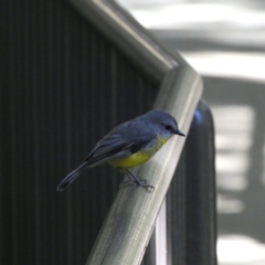 Eopsaltria australis (Eastern Yellow Robin) at Acton, ACT - 18 Feb 2022 by Steve_Bok