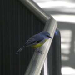 Eopsaltria australis (Eastern Yellow Robin) at Acton, ACT - 17 Feb 2022 by Steve_Bok