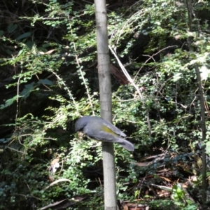 Eopsaltria australis at Acton, ACT - 18 Feb 2022