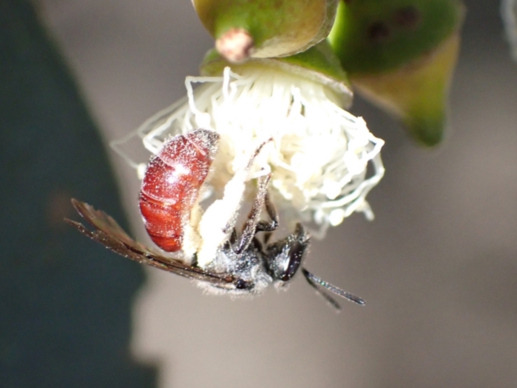 Lasioglossum (Parasphecodes) sp. (genus & subgenus) at Murrumbateman, NSW - 16 Feb 2022