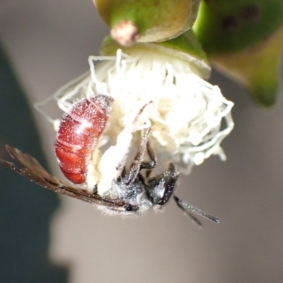 Lasioglossum (Parasphecodes) sp. (genus & subgenus) (Halictid bee) at Murrumbateman, NSW - 16 Feb 2022 by SimoneC