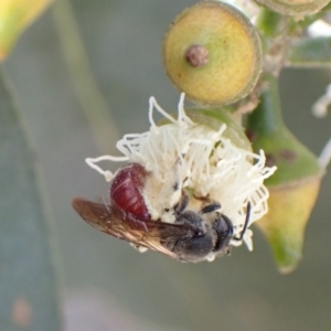 Lasioglossum (Parasphecodes) sp. (genus & subgenus) at Murrumbateman, NSW - 16 Feb 2022