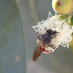 Lasioglossum (Parasphecodes) sp. (genus & subgenus) at Murrumbateman, NSW - 16 Feb 2022 01:09 PM