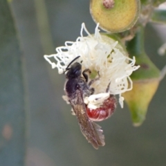 Lasioglossum (Parasphecodes) sp. (genus & subgenus) at Murrumbateman, NSW - 16 Feb 2022 01:09 PM