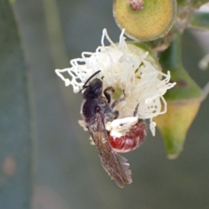 Lasioglossum (Parasphecodes) sp. (genus & subgenus) at Murrumbateman, NSW - 16 Feb 2022 01:09 PM