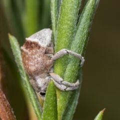 Iptergonus cionoides (A weevil) at Molonglo Valley, ACT - 18 Feb 2022 by AlisonMilton