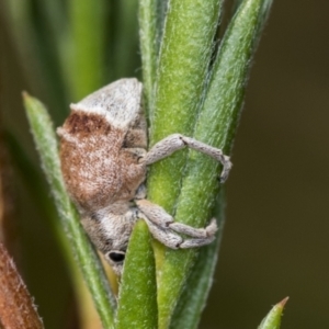 Iptergonus cionoides at Molonglo Valley, ACT - 18 Feb 2022 10:14 AM