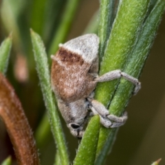 Iptergonus cionoides at Molonglo Valley, ACT - 18 Feb 2022