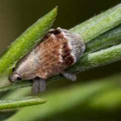 Iptergonus cionoides at Molonglo Valley, ACT - 18 Feb 2022