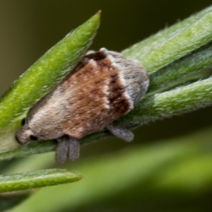 Iptergonus cionoides at Molonglo Valley, ACT - 18 Feb 2022