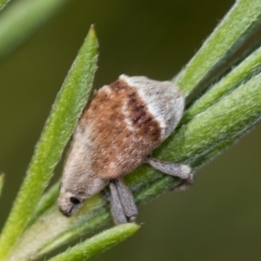 Iptergonus cionoides at Molonglo Valley, ACT - 18 Feb 2022 10:14 AM