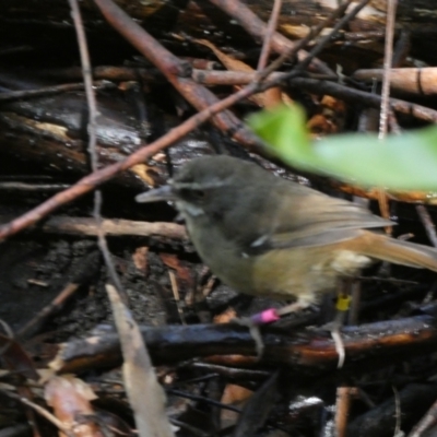 Sericornis frontalis (White-browed Scrubwren) at Acton, ACT - 18 Feb 2022 by SteveBorkowskis