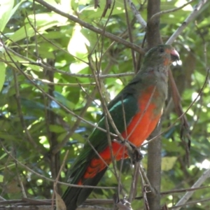 Alisterus scapularis at Acton, ACT - 18 Feb 2022