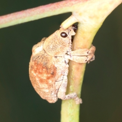 Gonipterus scutellatus (Eucalyptus snout beetle, gum tree weevil) at Block 402 - 17 Feb 2022 by AlisonMilton