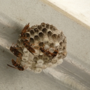 Polistes sp. (genus) at Acton, ACT - 18 Feb 2022 10:42 AM