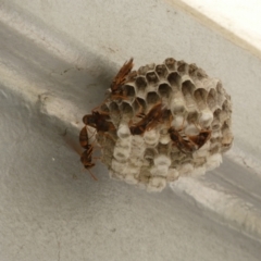 Polistes sp. (genus) at Acton, ACT - 18 Feb 2022