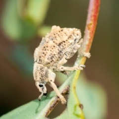 Oxyops fasciculatus (A weevil) at Block 402 - 17 Feb 2022 by AlisonMilton