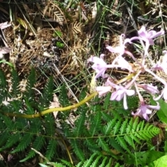 Dipodium roseum (Rosy Hyacinth Orchid) at Paddys River, ACT - 17 Feb 2022 by GirtsO