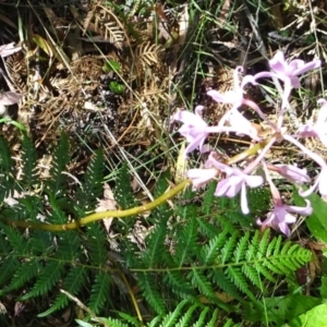 Dipodium roseum at Paddys River, ACT - suppressed