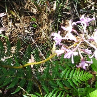 Dipodium roseum (Rosy Hyacinth Orchid) at Paddys River, ACT - 17 Feb 2022 by GirtsO