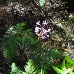 Dipodium roseum at Paddys River, ACT - suppressed