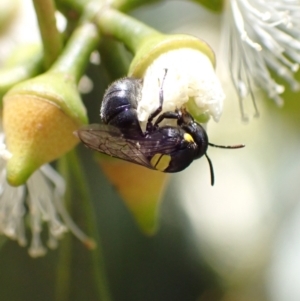 Hylaeus (Hylaeorhiza) nubilosus at Murrumbateman, NSW - 16 Feb 2022