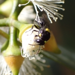 Hylaeus (Hylaeorhiza) nubilosus at Murrumbateman, NSW - 16 Feb 2022