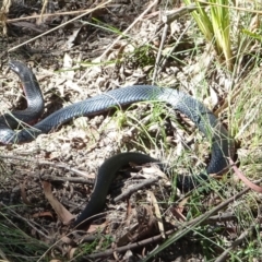 Pseudechis porphyriacus (Red-bellied Black Snake) at Paddys River, ACT - 18 Feb 2022 by GirtsO