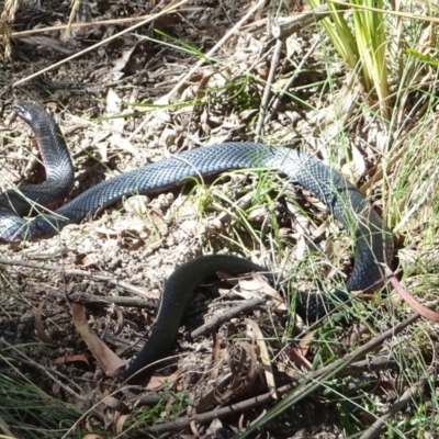 Pseudechis porphyriacus (Red-bellied Black Snake) at Paddys River, ACT - 17 Feb 2022 by GirtsO