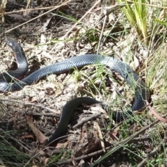 Pseudechis porphyriacus (Red-bellied Black Snake) at Paddys River, ACT - 17 Feb 2022 by GirtsO